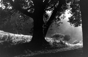 treephotobythomasmerton